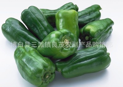 【产地直销青椒 绿色食品 青椒 辣椒 产品安全(图)】价格,厂家,图片,葱姜蒜类,博白县三滩镇良茂农副产品购销部-