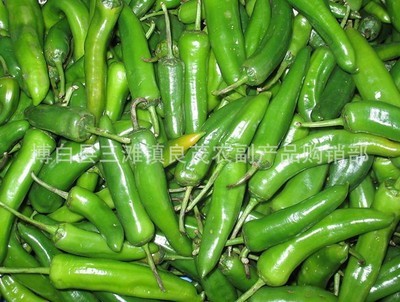 【产地直销青椒 绿色食品 青椒 辣椒 产品安全(图)】价格,厂家,图片,葱姜蒜类,博白县三滩镇良茂农副产品购销部-