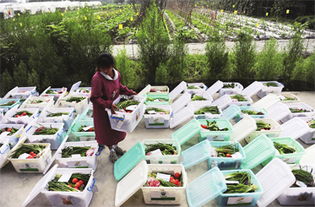 食品安全 学校食堂承包的生命线